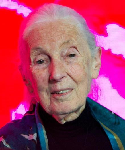 Jane Goodall in London, by Amy Martin Photography, June 2025, https://creativecommons.org/licenses/by-sa/4.0/deed.en

Jane Goodall remained active well into her older age and still made lecture tours about her work. She died naturally on October 1, 2025 at the age of 91 while on a lecture tour in the US state of California.