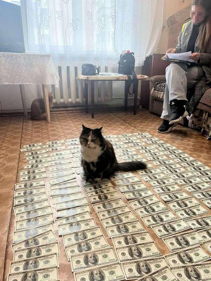 🐈Кадр дня: котик на грошах, які знайшли у хмельничанки, що продавала фіктивну інвалідність.

Кіт вже рахує, скільки це в кормах😁
#Україна #Новини_України @News #News_Ukraine  #Ukraine @Ukrainian_news  #Українські_новини   @Українські_новини
#кримінал #корупція