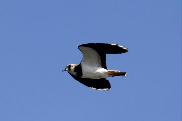 A striking Lapwing (Northern Lapwing) in flight against a bright blue sky. The bird shows its contrasting black and white plumage with a patch of rufous/orange near the tail. Please visit http://www.lukehaigh.co.uk. #Birds #lukehaigh #birdphotography #photography