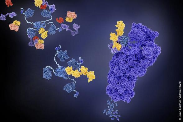 Grafische Darstellung von Proteinen in verschiedenen Farben, die eine komplexe Struktur bilden. Hintergrund dunkelblau mit Übergängen zu schwarz. Das Protein Ubiquitin ist in gelb dargestellt.