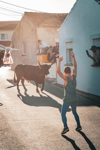 Tourada Da Corda // Terceira, Azores