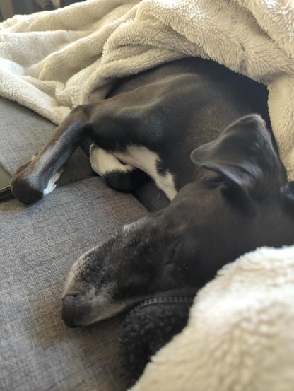 Mischlingshündin Lili liegt an mich gekuschelt und mit unter einer weißen Kuscheldecke auf der Couch.