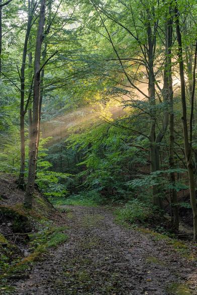 Die Aufnahme zeigt einen Waldweg, der in einen dichten, üppig grünen Wald hineinführt.
Das auffälligste Element ist das Licht: Goldene Sonnenstrahlen brechen durch das dichte Blätterdach und erzeugen eine magische, fast mystische Atmosphäre. Diese Lichtbündel beleuchten den Waldboden und die Blätter, insbesondere eine hell erleuchtete Stelle im mittleren Bildbereich.
Der Weg selbst ist unbefestigt und scheint aus Erde und verstreutem Laub oder Kies zu bestehen, was auf einen Wanderweg hindeutet. Hohe, schlanke Bäume rahmen den Pfad auf beiden Seiten ein; ihre Stämme sind meist gerade und mit Moos oder rauer Rinde bedeckt. Das umliegende Blätterwerk ist sehr dicht und zeigt verschiedene Grüntöne, vom hellen Blätterdach bis zum dunkleren Unterholz.
Insgesamt vermittelt die Szene ein Gefühl von Ruhe, natürlicher Schönheit und einer leichten geheimnisvollen Stimmung – wie ein Spaziergang in einem stillen, sonnendurchfluteten Wald an einem friedlichen Morgen.