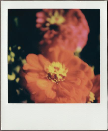 Polaroid close-up of a pair of reddish flowers (chrysanthemums?) against a blurry background, the whole thing's pretty out of focus but colorful.