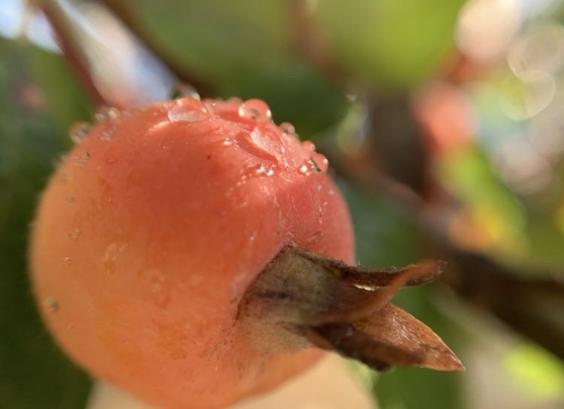 A small reddish-orange crabapple bedecked with several drops of water across the topmost curve, scintillating in the morning sunlight. The drops appear to be melting from overnight rain that froze. The foreground uses a macro lense and in the background, more stems, leaves, and apples can be vaguely seen in a bokeh blur of light and colour.