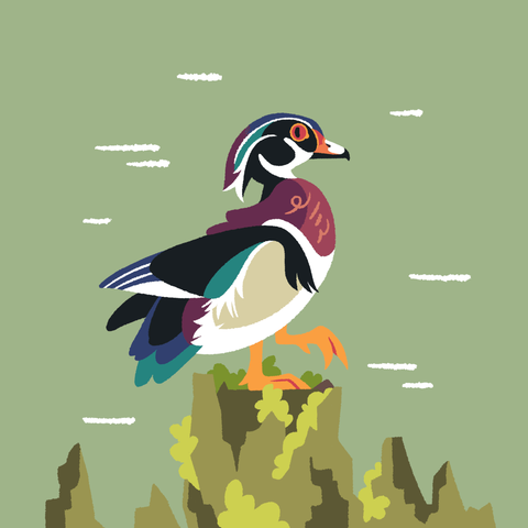 A painting of a wood duck standing up on a moss-covered tree stump, with one foot raised.