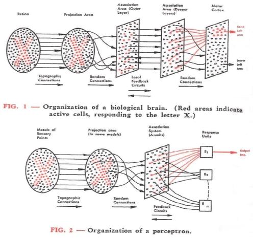 Diagram comparing the organization of a biological brain and a perceptron. The top half illustrates the biological brain's structure, including the retina, projection areas, and association areas. The bottom half depicts a perceptron with similar connections and response units.