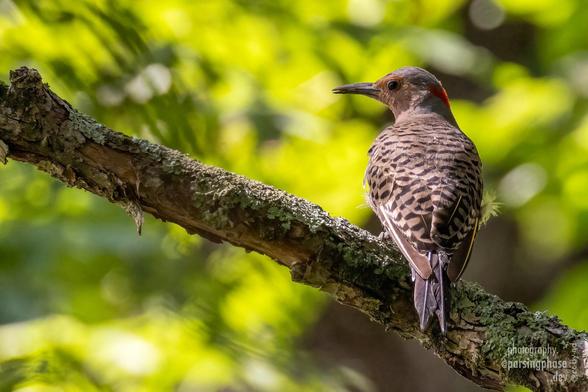 Seen from behind, a stripy brown-backed woodpecker perches on a lichen-covered branch, head turned back towards us.