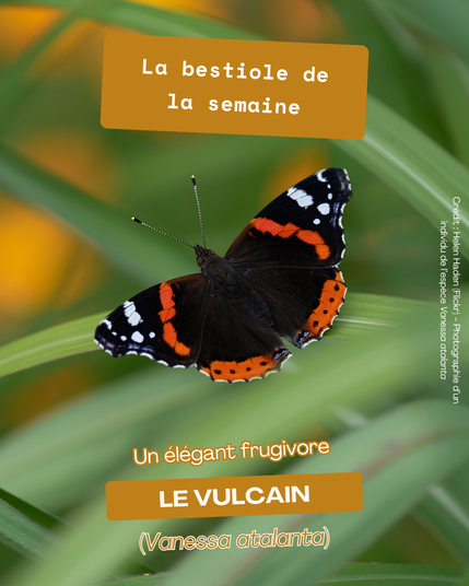 Image de présentation de la publication. Il y a une photographie d’un individu de l’espèce Vespa crabro en image de fond. Il y a les textes suivants par-dessus : "La bestiole de la semaine" ; “Un prédateur précieux" ; "Le frelon européen (Vespa crabro)”. Le crédit de la photo est indiqué dessus : schizoform (Flickr).