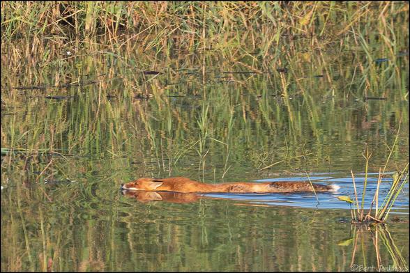 A reddish-brown fox is swimming through a calm body of water, partially submerged. The surrounding area features tall grasses and reflects the greenery and colors in the water's surface.