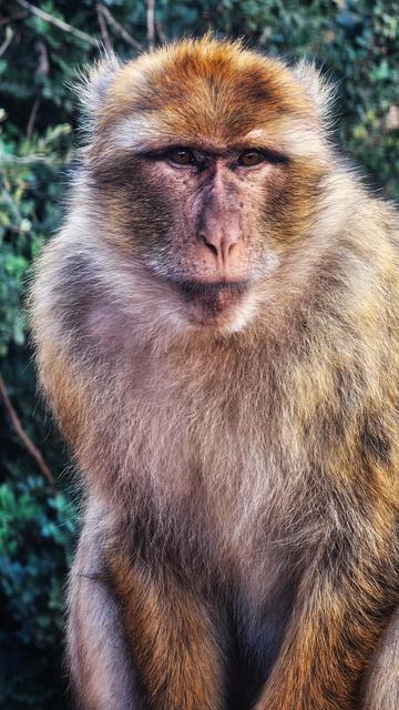 A close-up, vertical portrait of a Barbary macaque monkey. The monkey has shaggy, light brown and reddish-gold fur and is looking directly at the viewer with a neutral, slightly serious expression. The background is a soft blur of dark green foliage.