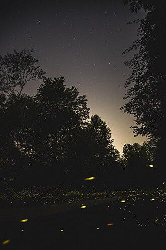 A picture from Wikimedia by Claude Everett showing fireflies in a meadow between trees in the evening.