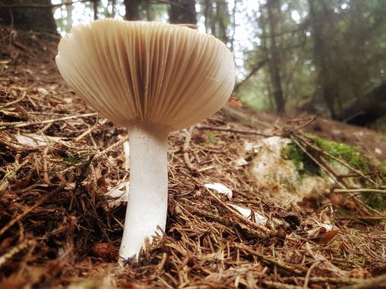 A low-angle, close-up photograph of a large, pale mushroom with a prominent white stalk and broad, ribbed cap growing amongst a carpet of brown pine needles and fallen leaves on the dark forest floor. The background is softly blurred, showing the trunks and canopy of the trees in the hazy woodland.