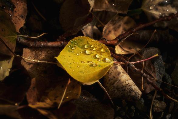 Close-up of a single yellow aspen leaf dotted with glistening rain droplets, resting on a bed of brown fallen leaves and twigs in soft, dappled light.