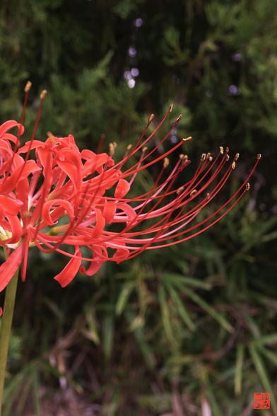 彼岸花(曼珠沙華)