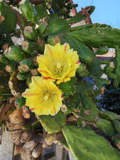 A pair of lemon coloured flowers on a cactus hedge