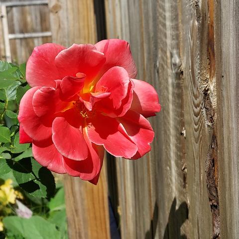 a bright pink rose with a little yellow at its center, and white edges to the petals.  rose bush leaves seen to the left, wooden fence to the right