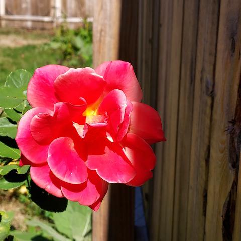 a bright pink rose with a little yellow in at the center and a white edges to the petals.  leaves of the rose bush seen to the left, and wooden fence to the right