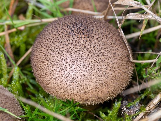 A round fungal fruiting body amongst grass. It is light brown with numnerous tiny dark brown spikes.