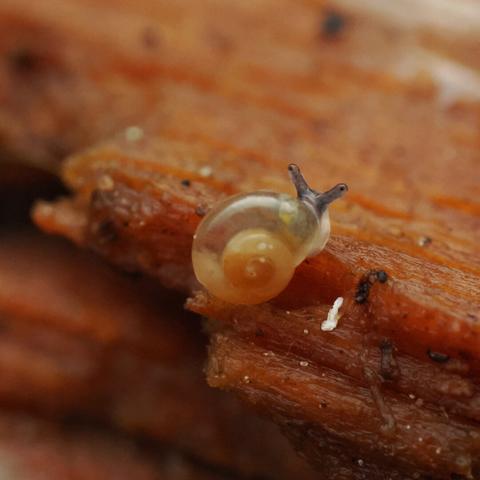 An extreme close-up photo of a tiny snail with a translucent orange shell crawling across reddish wood. The snail's eyestalks are out.
