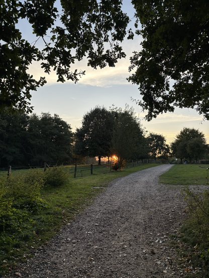 a path through a park with the sundown at the horizon