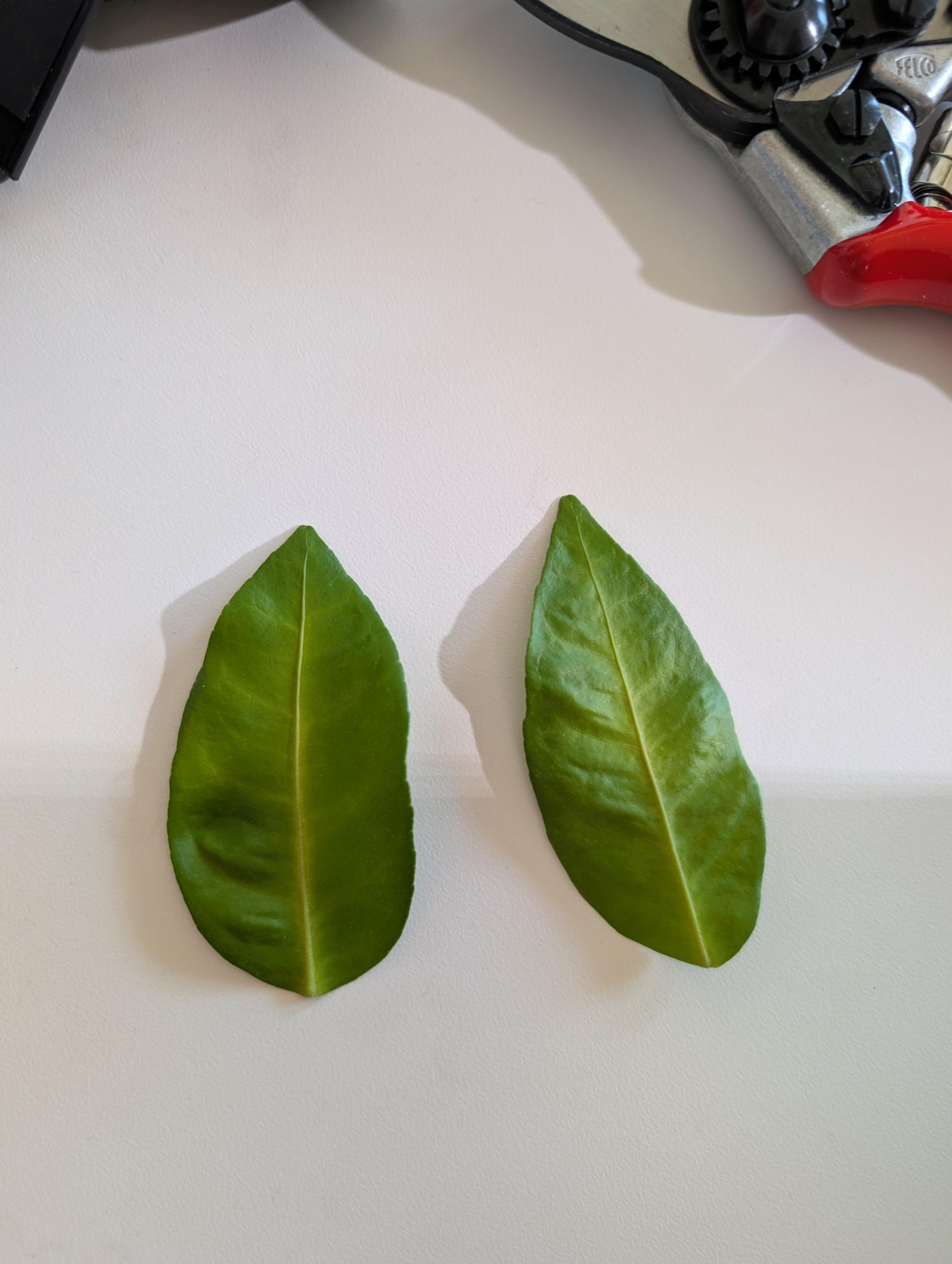 Orange tree leaves with yellowing veins