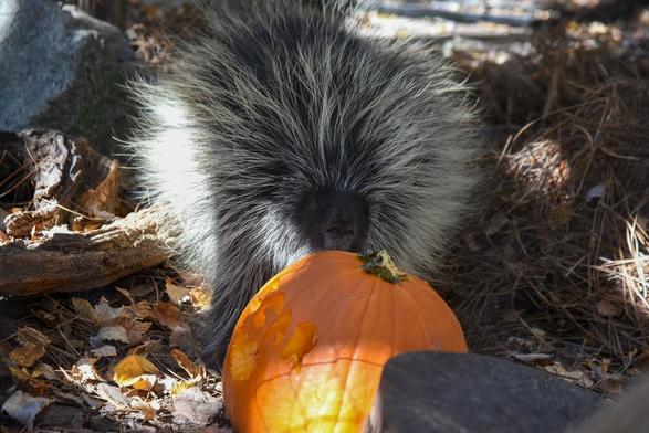 In a serene woodland, a porcupine with black, white, and gray patches stands upright on its hind legs, holding a large orange pumpkin in its mouth. The pumpkin, with its vibrant color, seems to be the object of the porcupine's interest. The setting is a natural environment, with trees and a pile of leaves scattered around, creating a peaceful scene.