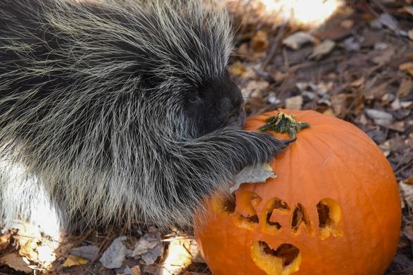 In a serene woodland, a porcupine, adorned with black and white spines, stands as a silent sentinel. The porcupine, facing to the left side of the image, appears to be in the midst of a meal. A vibrant orange pumpkin lies in its front paws, almost as if the porcupine is reaching for it. The pumpkin, marked with the word "GARC", seems to be the perfect snack for the porcupine. The backdrop of the scene is a bed of fallen leaves, scattered across the forest floor, adding to the woodland ambiance.