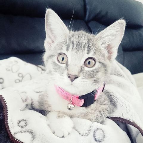 White and gray kitten. 2 months old and her name is Bella