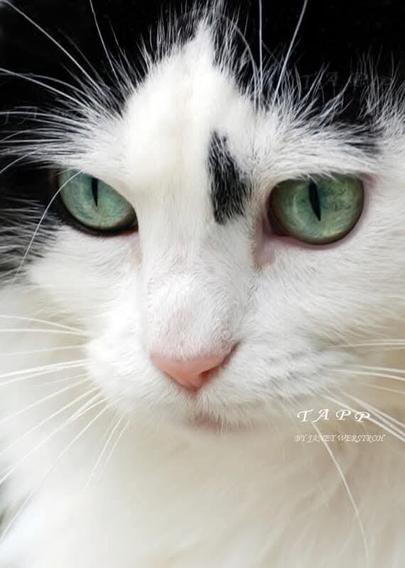 White and black cat with green eyes.