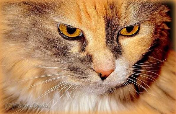 Close up shoot of this orange  colored cat