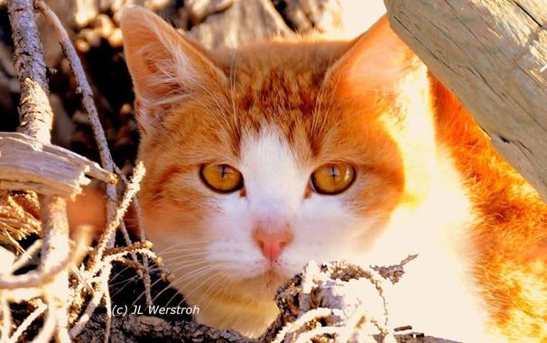 Close up shoot of this orange  colored cat