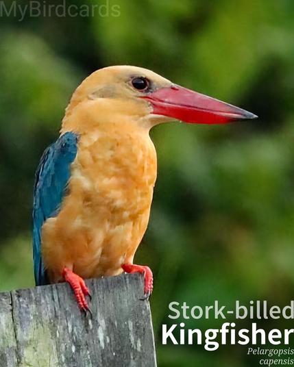 🌏 Stork-billed Kingfisher (Pelargopsis capensis)

The Stork-billed Kingfisher is a very large kingfisher with a massive, bright red bill, green back, blue wings/tail, and a brown head with orange-buff neck and underparts. It is distributed across the tropical Indian subcontinent and Southeast Asia, preferring well-wooded habitats near water (rivers, lakes, coasts). It is a sedentary, sit-and-wait predator, perching quietly to hunt fish, crabs, frogs, rodents, and young birds. It is also highly territorial. Thirteen subspecies are recognised. 2.5 Flash (Edited) 

Conservation status: Least Concern (IUCN 3.1)

Fun fact: During courtship, the male may perform a display called "Sky-pointing," where it holds its body vertically with its huge bill pointed straight up to the heavens.

📷: Photo by josibo via Pixabay 
https://pixabay.com/photos/bird-kingfisher-ornithology-species-6814909/

OCON