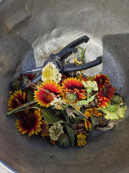A large metal bowl containing flower cuttings from various plants including, but not limited to: carpet flowers, peppermint stick zinnias, mammoth grey striped & claret sunflowers, black eyed susans, hollyhocks, and some others.
Garden shears sit atop the collection of trimmings.