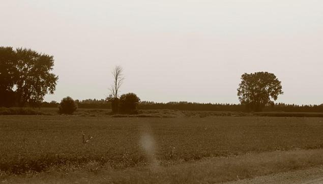 A passing scene of a field with a few trees.