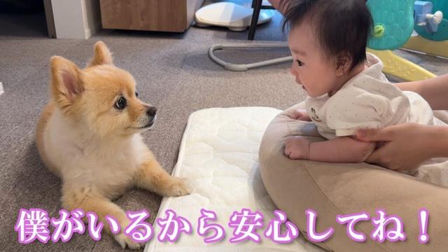 赤ちゃんのトレーニングを優しく見守るポメラニアンが可愛過ぎました…