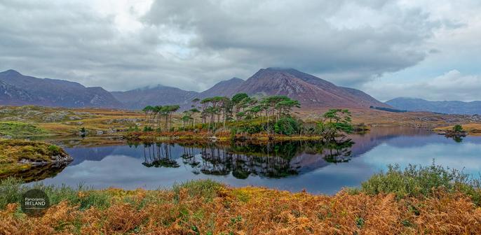 A wide, panoramic landscape photograph of Pine Island in Derryclare Lough, Connemara, by Panoramic Ireland.  In the center, a small island crowded with distinctive Scots Pine trees sits in the calm, dark water of the lough, creating a near-perfect reflection. Behind the island, the rugged, brownish slopes of the Twelve Bens mountain range rise up, their peaks partially obscured by low-hanging grey clouds.  The foreground is filled with a textured carpet of autumnal bracken in vibrant shades of rust, orange, and brown, contrasting with the cool tones of the water and sky. The overall mood is serene and atmospheric.