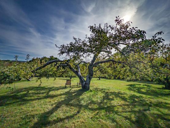 A large sprawling apple tree is on very green hill with wispy cloudy blue sky behind it. The trees shadow is cast on the grass in front of it