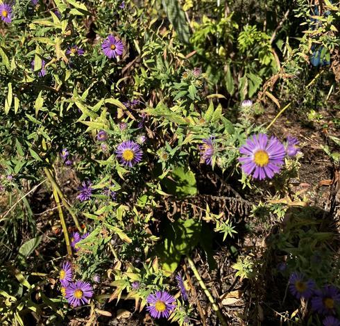 purple flowers with yellow centers growing riotously in a drying conditions
