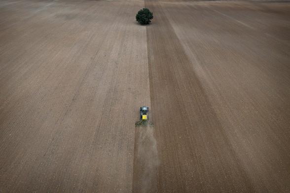 Un tractor siembra cereal en un campo de Caravaca, en Murcia.