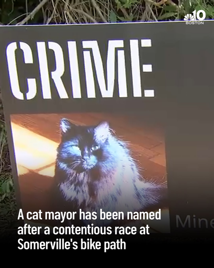 A poster along a bike path in the style of a political canvas, but it just has the word CRIME and a picture of a black cat named Minerva. Some text overload at the bottom of the image reads "A cat mayor has been named after a contentious race at Somerville's bike path"