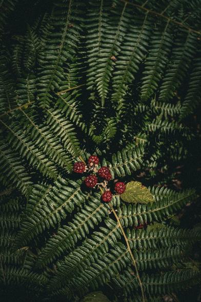 Berry's in a bush