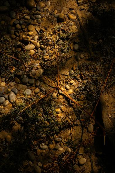 Fallen branch on a path