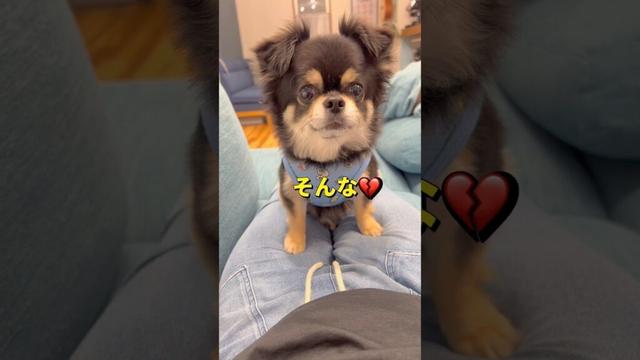 約束ってなぁに？🐶#柴犬 #チワワ #shorts