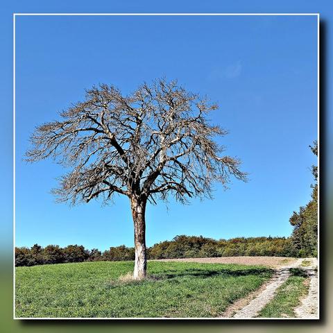 Un arbre sans feuillage, mort, isolé, se dresse dans un pré sur le bord du chemin. Ses branches dégarnies se découpent sur un ciel bleu, sans nuages. Un bois de couleur vert sombre barre l'horizon.