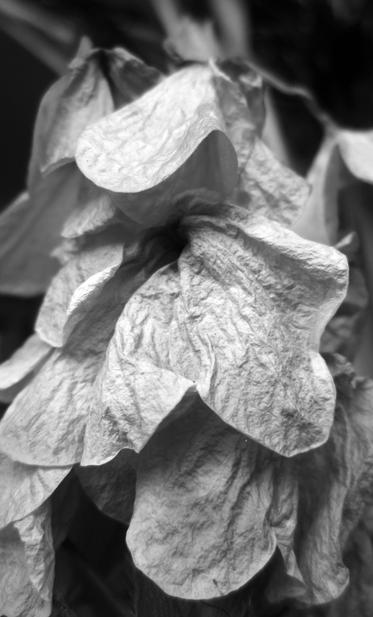 Fotografía en blanco y negro de una flor marchita