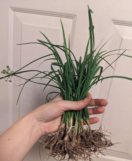 A hand holding a clump of garlic chives. The leaves are green with forming seedpods, and the white roots are visible.