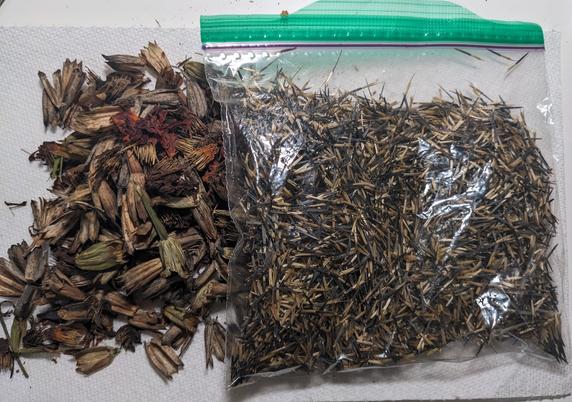 A hand-sized pile of empty dried marigold buds lies next to a sandwich bag of cleaned marigold seeds.