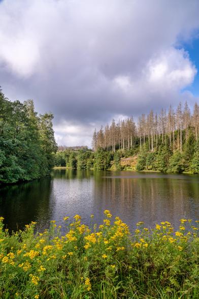 Dieses Bild zeigt eine ruhige Naturlandschaft, die von einem Gewässer dominiert wird. Im Vordergrund befindet sich ein breiter Streifen leuchtend gelber Wildblumen und grünem Gras, was einen schönen Farbakzent und Tiefenschärfe schafft.
Das dunkle Wasser des Sees oder Weihers, das fast die gesamte untere Hälfte des Bildes einnimmt, wirkt spiegelglatt und reflektiert die umliegenden Bäume und den Himmel.
Die Ufer sind von dichtem Wald gesäumt. Auf der linken Seite stehen gesunde, üppig grüne Laubbäume. Auf der rechten Seite erstreckt sich ein Abschnitt mit Nadelbäumen, von denen viele scheinbar abgestorben sind. Ihre Stämme sind hell und kahl, was einen starken Kontrast zu den dunkelgrünen Tannen im Hintergrund und den Laubbäumen auf der linken Seite bildet.
Der Himmel ist dramatisch und wechselhaft: Eine große Masse dunkler, grauer Wolken bedeckt den oberen zentralen Bereich, während rechts oben ein Stück hellblauer Himmel mit weißen Wolken durchscheint. Das Licht, das durch die Wolken bricht, beleuchtet die gelben Blumen und die Baumwipfel und verleiht der Szene eine besondere Stimmung.
Insgesamt vermittelt das Bild eine Atmosphäre der Ruhe und Stille, ist aber gleichzeitig visuell interessant durch den Kontrast von Leben (gelbe Blumen, grüne Bäume) und Absterben (kahle Bäume) sowie das Spiel von Licht und Schatten.