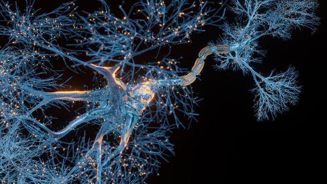 Una cellula immunitaria invecchiata è tipo un dipendente ossessionato dalla pulizia: butta via tutto, anche i mitocondri funzionanti. Risultato? Sistema immunitario esausto, incapace di combattere i tumori. Ma chi ha l'Alzheimer sviluppa il cancro 21 volte meno degli altri: e ora sappiamo il perché. Un enigma finalmente risolto che apre scenari terapeutici completamente nuovi.